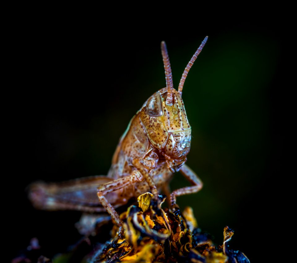 Macro Photo Of Brown Grasshopper