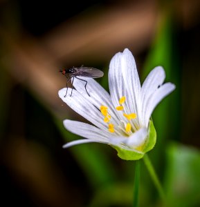 Black Fly On White Clustered Flower