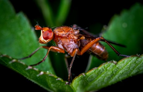 Red Ant photo