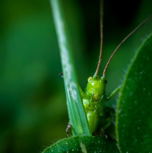 Closeup Photography Of Green Grasshopper On Plant photo