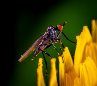 Macro Photo Of Black And Red Robber Fly photo