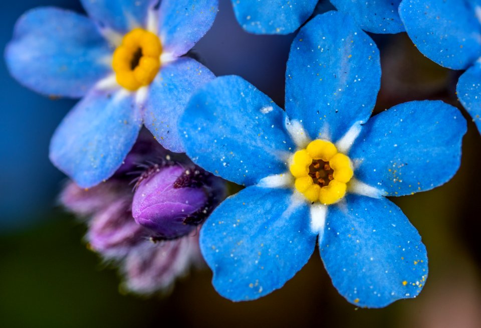 Selective Focus Photography Of Blue And Yellow Flowers