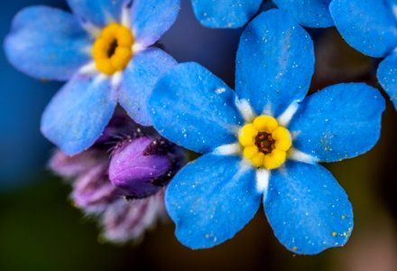 Selective Focus Photography Of Blue And Yellow Flowers photo