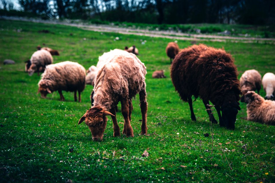Group Of Sheep At The Field