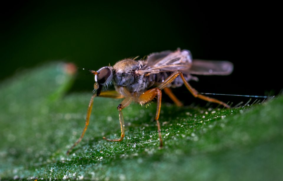 Brown Hoverfly On Green Leaf