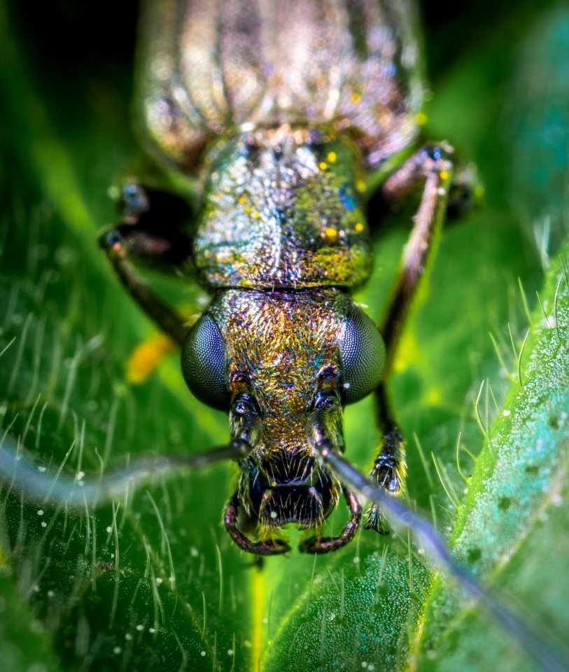 Macro Shot Photography Of Brown Beetle