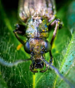 Macro Shot Photography Of Brown Beetle photo