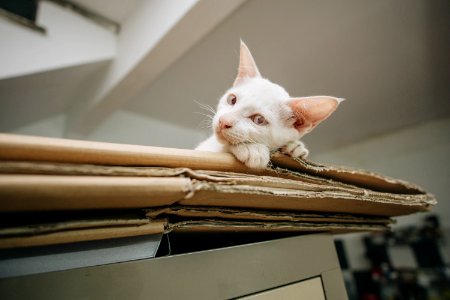 White Kitten On Brown Folded Cardboard Box photo