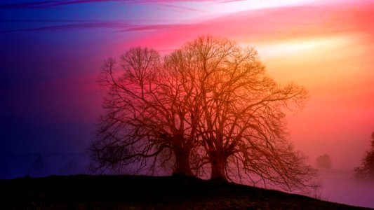 Two Bare Trees Beside Each Other During Sunset photo