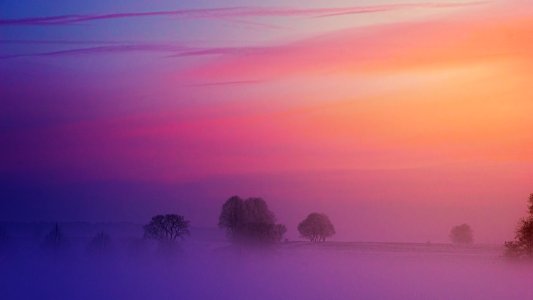 Trees Covered By Fog photo