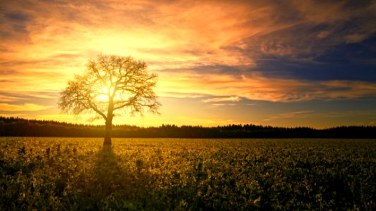 Silhouette Of Tree photo