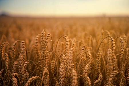 Wheat Grains Field photo