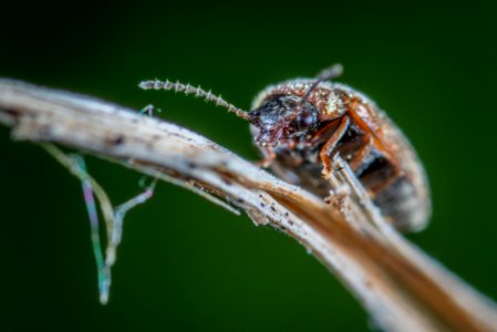 Brown Bug On Brown Plant