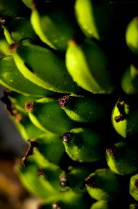 Shallow Focus Photography Of Unripe Bananas photo