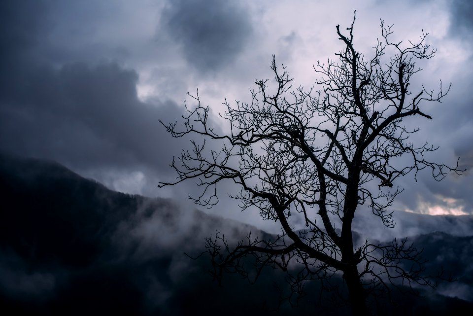 Silhouette Of Bare Tree Photography