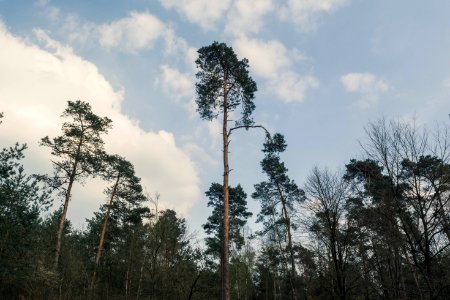 Photo Of Trees photo