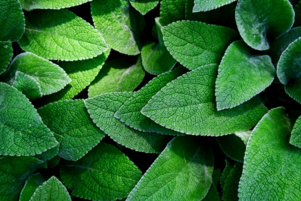 Green Leaves