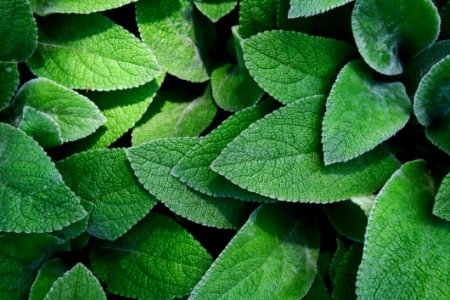 Green Leaves