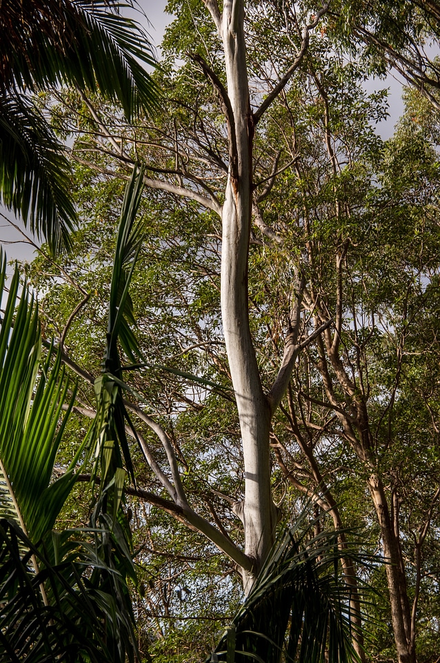 Palm forest rain forest