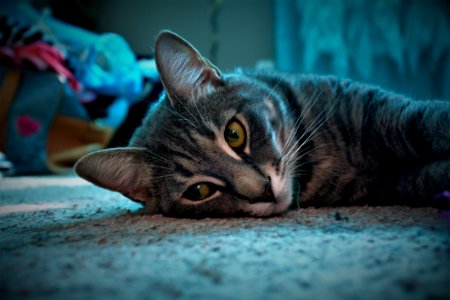 Close-up Of Grey Tabby Cat Lying On Grey Surface photo