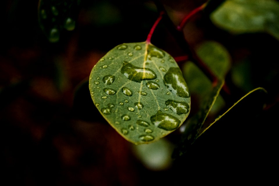 Green Leaf With Water Dew
