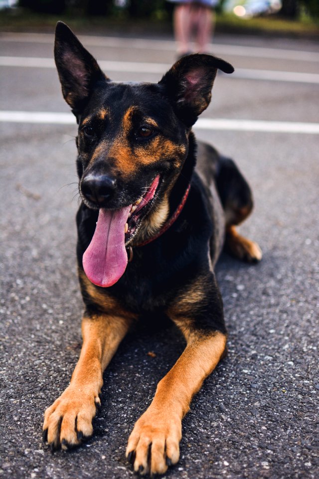 German Shepherd Puppy
