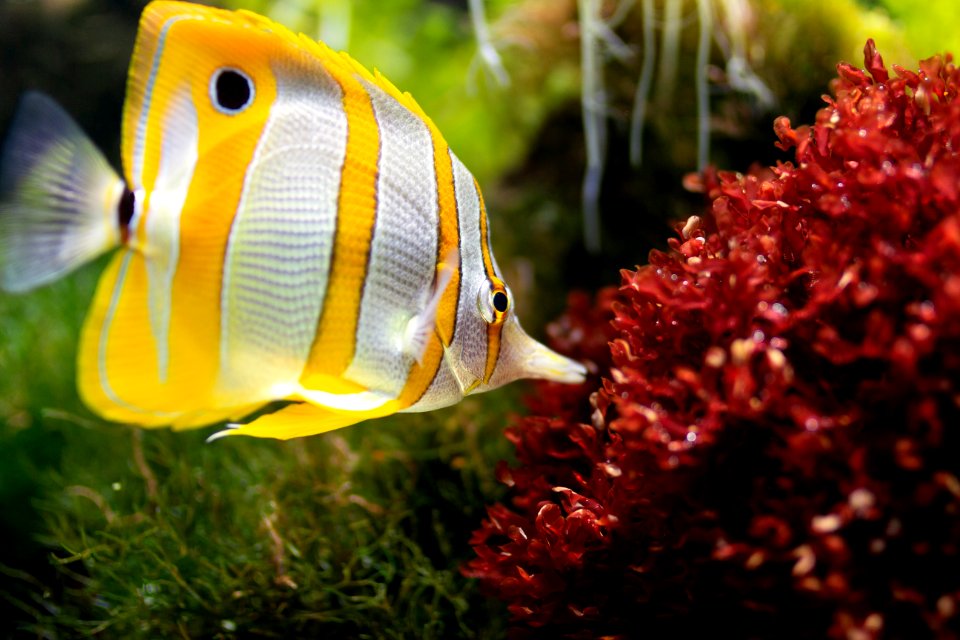 Yellow And White Fish