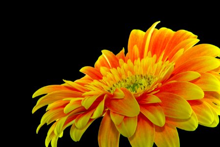 Close-up Photography Yellow Gerbera Daisy Flower