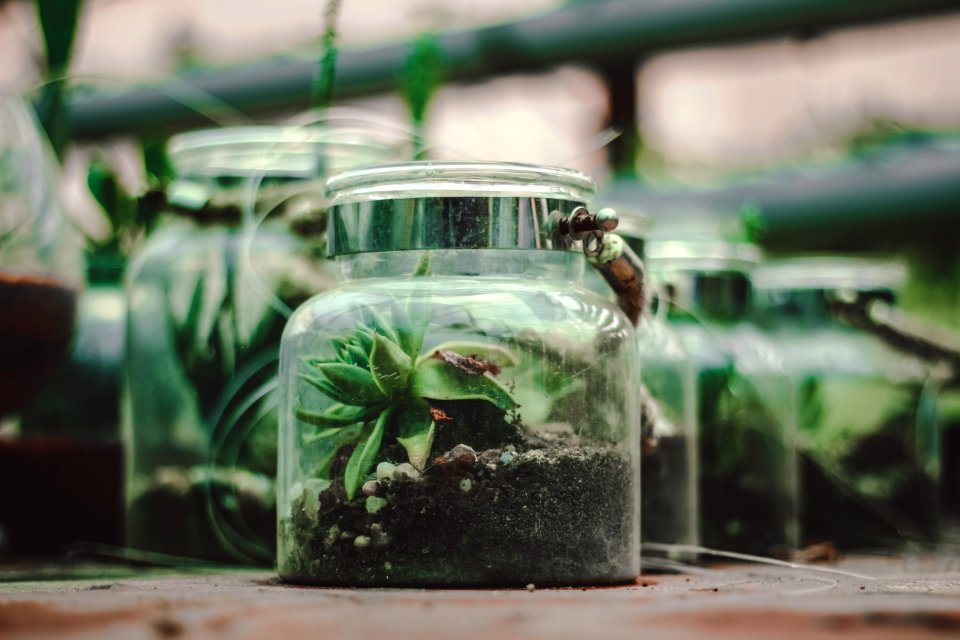 Green Succulent Plant In Clear Glass Container