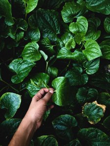 Person Holding Green Leaf photo