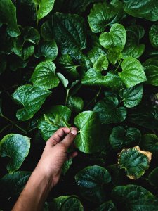 Person Holding Green Leaf