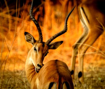Selective Focus Photography Of Brown Gazelle photo