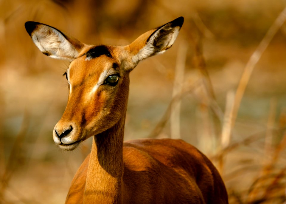 Brown 4-legged Animal
