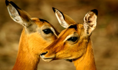 Photo Of Two Brown Deers photo