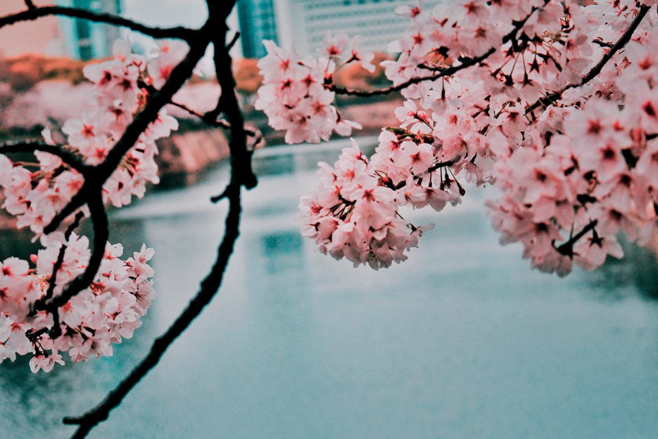 Cherry Blossom Beside Body Of Water