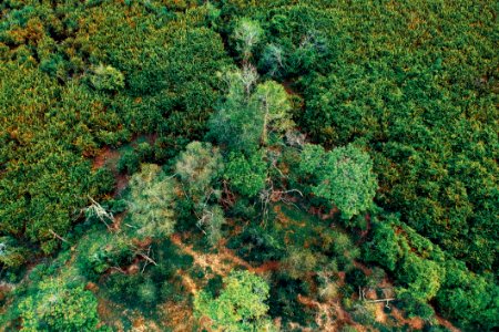 Aerial Photo Of Green Trees