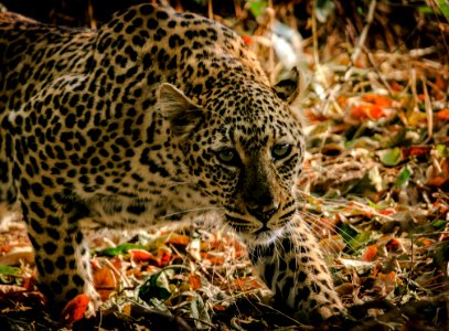 Shallow Focus Photograph Of Leopard photo