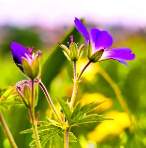 Selective Focus Photo Of Purple Petaled Flowers photo