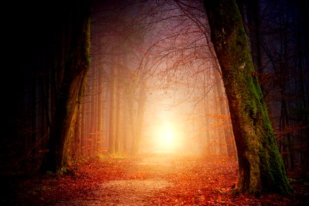 Foggy Path
