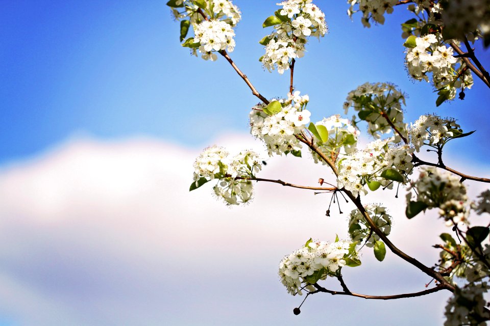 Photography Of Cherry Blossoms