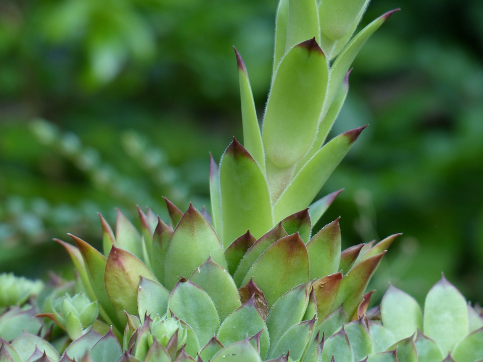 Engine stalk leaves