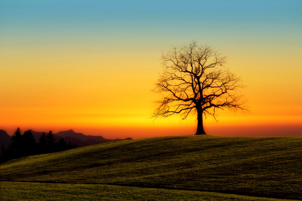 Leafless Tree On Grass Field