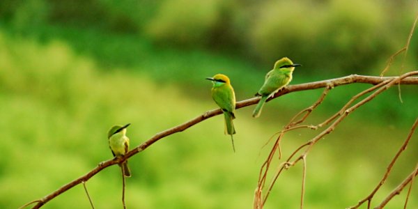 Three Long-beaked Small Birds Perched On Brown Tree Branch photo