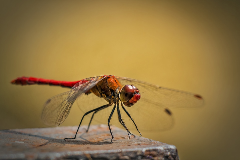 Dragonfly insect insects