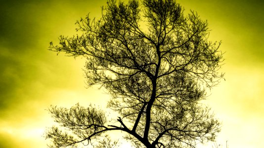 Silhouette Of Tree photo