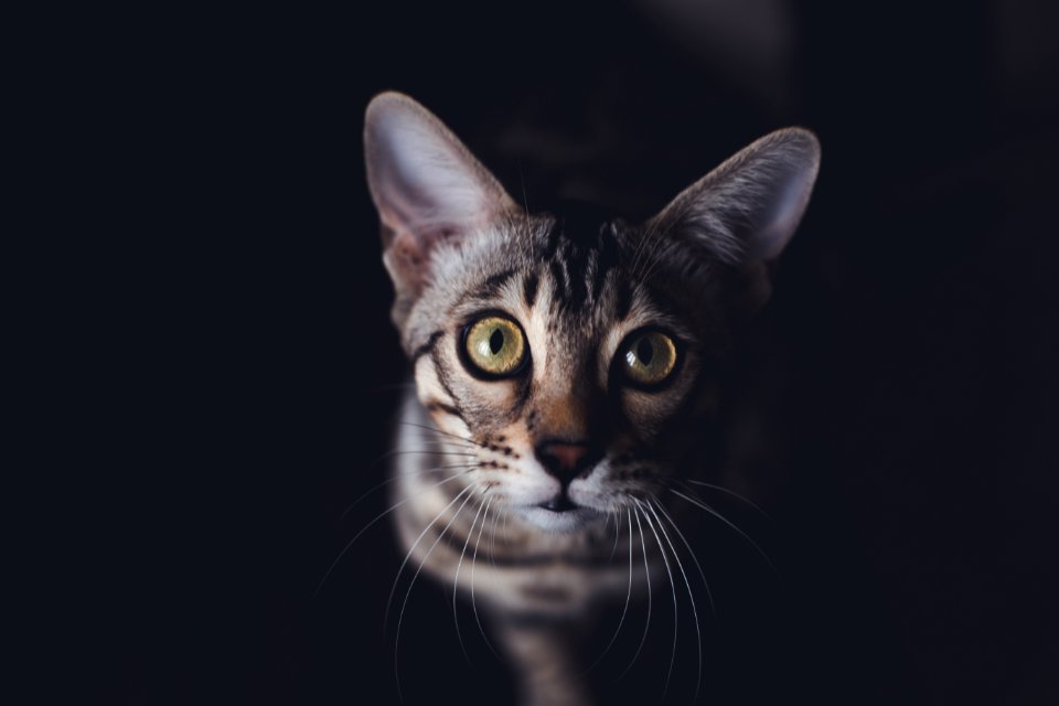 Close Up Photography Of Gray Tabby Cat