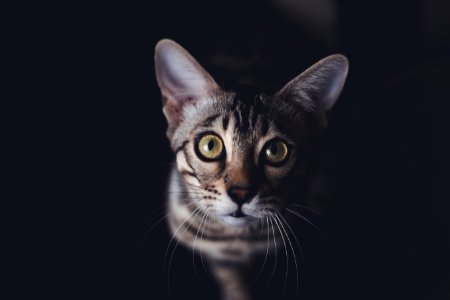 Close Up Photography Of Gray Tabby Cat photo