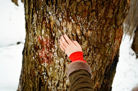 Person Holding Brown Tree Bark At Daytime photo
