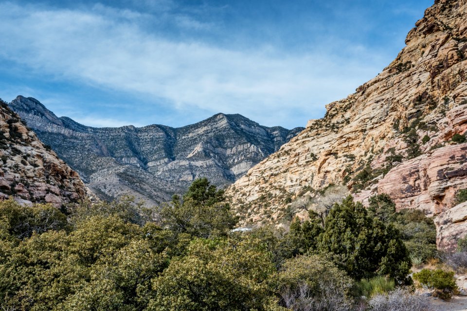 Green Leafed Trees Near On Mountain photo