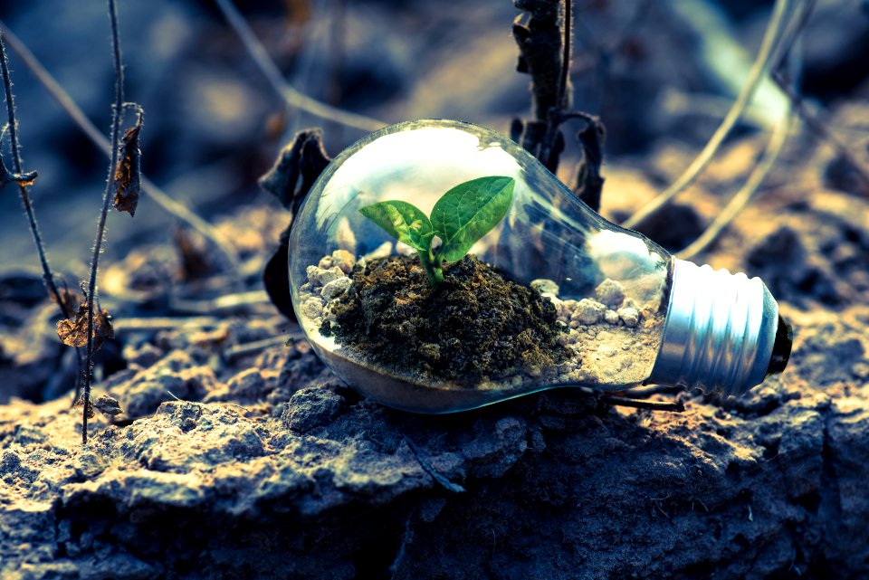 Clear Light Bulb Planter On Gray Rock